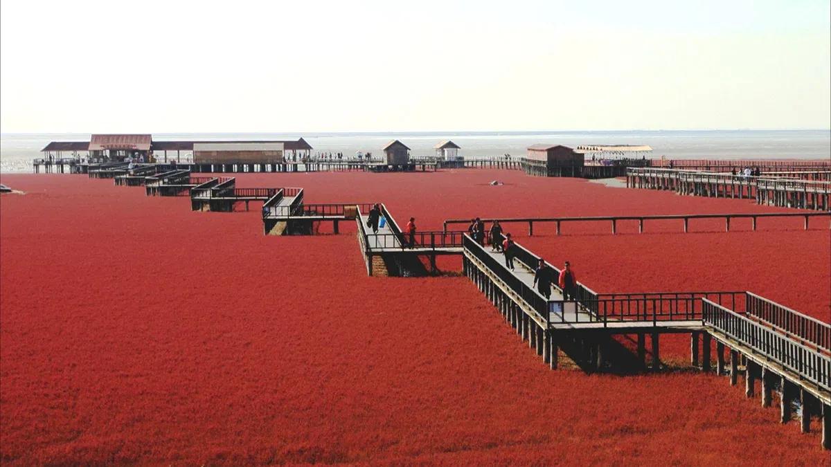 红海滩最佳观赏季是几月,红海滩一年四季都可以吗