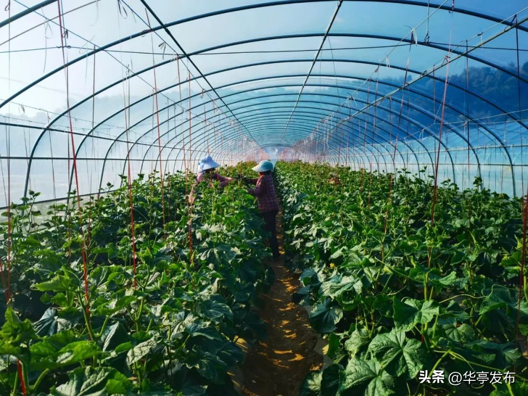 华亭市安口镇朱家坡路线,平凉市华亭市安口镇朱家坡村