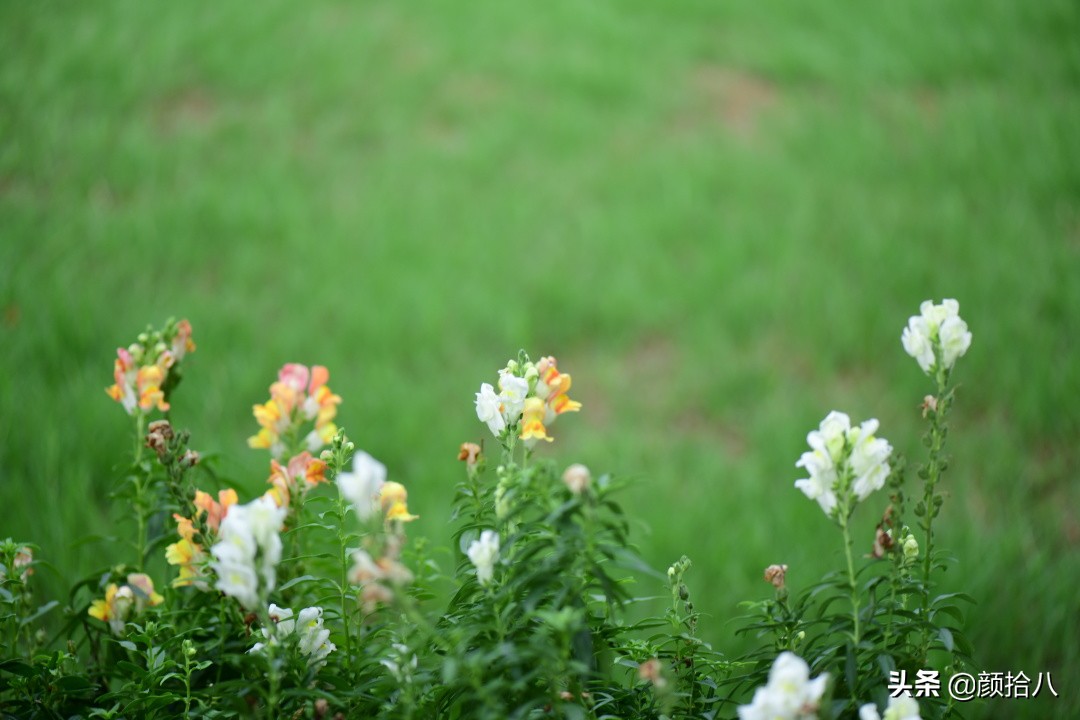 看到你的花园那么惨，我就安心了|园丁