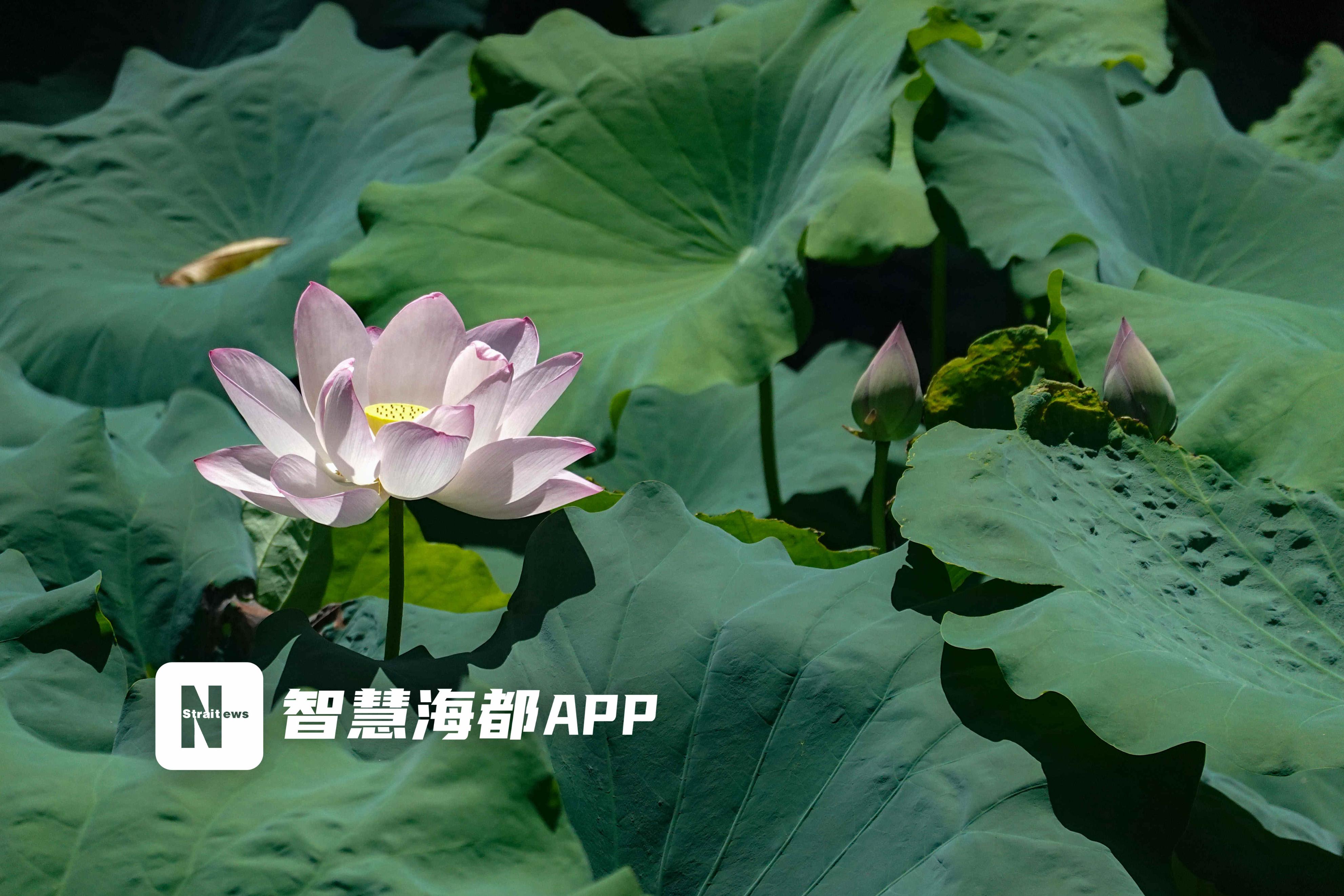 凉拌藕带、荷花糕、莲心茶……这个盛夏，去福州西湖赴一场荷花宴