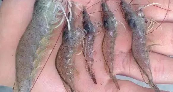 一分钟带你了解对虾肝肠孢虫,对虾肝肠孢虫苗期能看出来吗