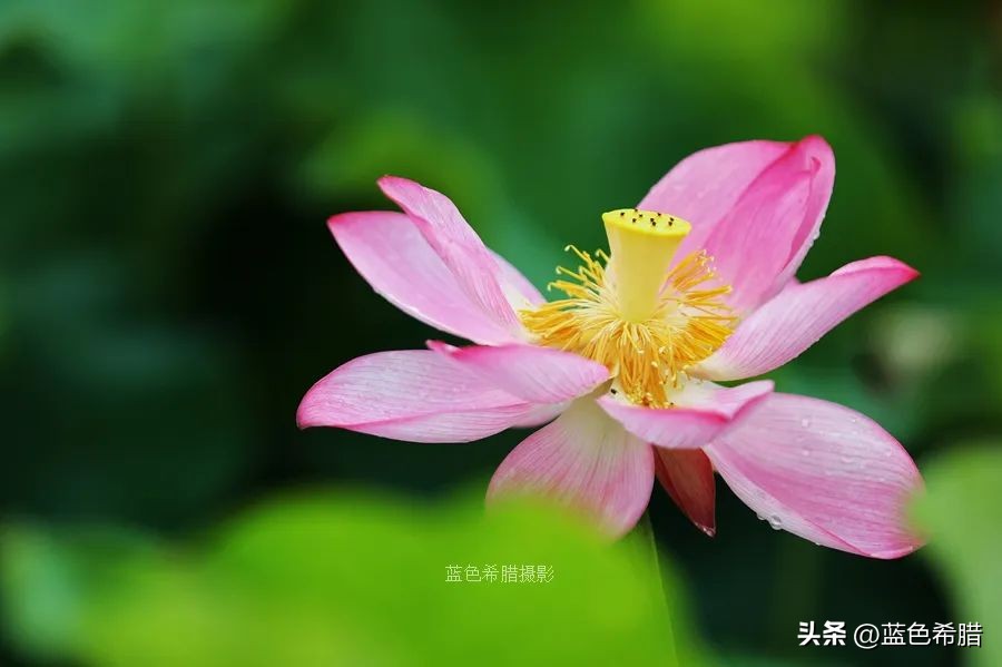 你好夏至愿一切美好都如夏而至,夏至已到愿所有美好如约而至