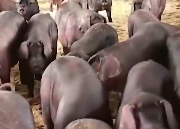 农民饲养天价猪种,中国养殖天价猪致富经