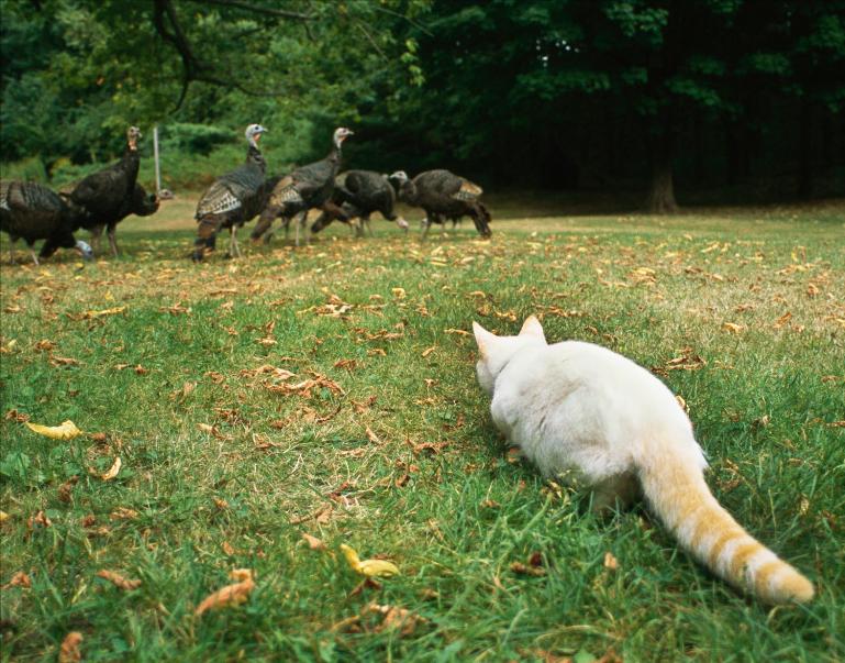 为什么猫没狗工作能力强,猫为什么不如狗那么忠诚听话呢