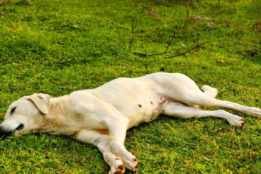 狗狗常见的交配方式，你好奇吗？