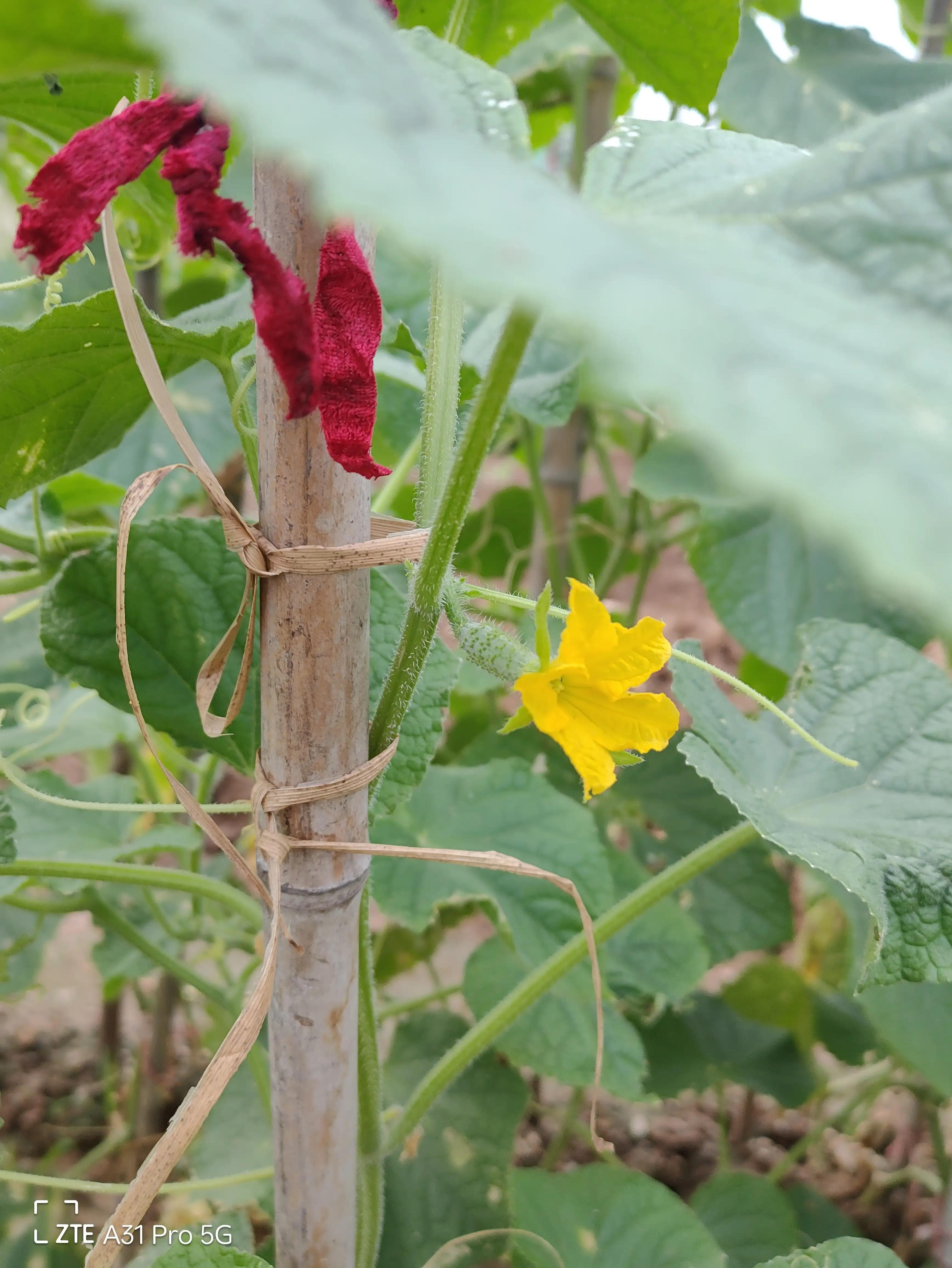 落花生的原名,落花生是什么意思
