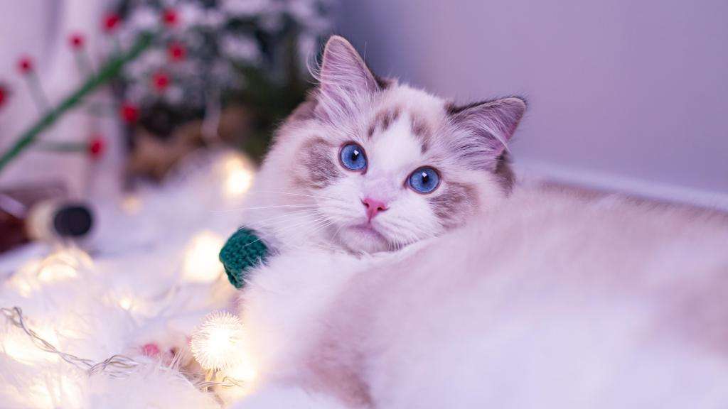 3-6个月的猫咪性格习惯养成,猫咪怎样才能让它变得听话乖巧