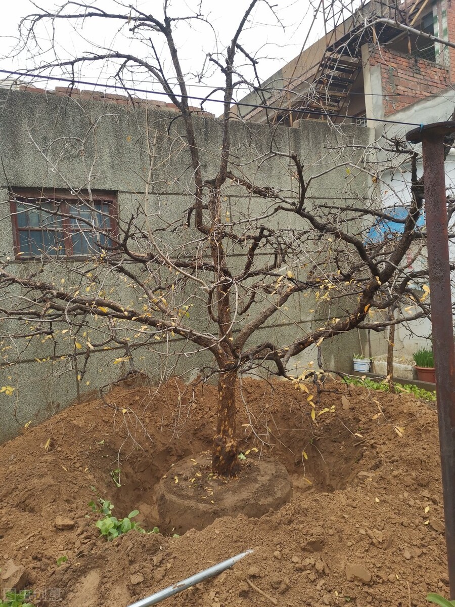 石榴冬季移树怎么才能成活率高,石榴树秋季时候移栽需要剪枝