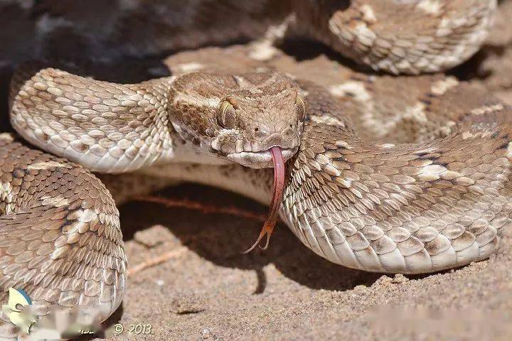 蛇类排名第一的图,蛇类十大排名