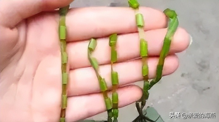 四十年前68张老照片,四十年前老照片大全