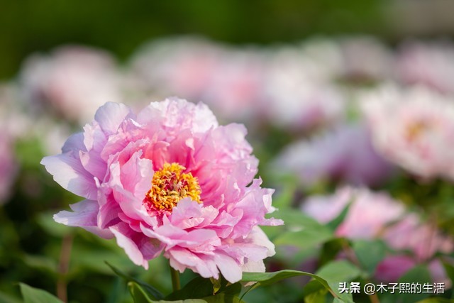 小县城的那些有钱人,小县城有钱人也很多