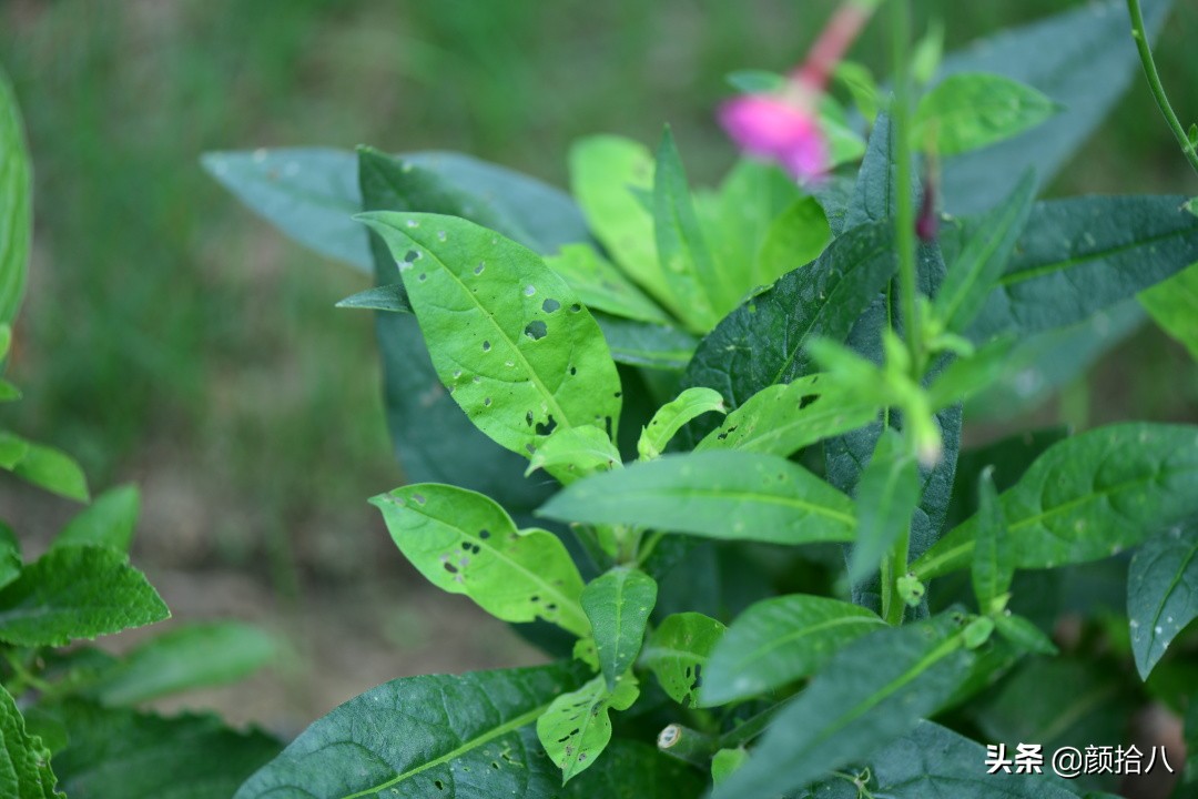 看到你的花园那么惨，我就安心了|园丁