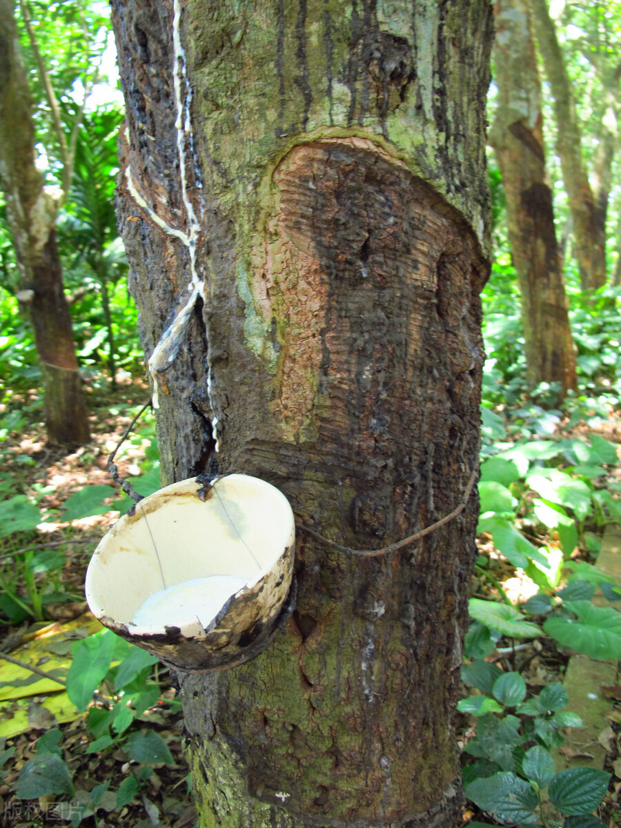 天然橡胶市场或很快出现反弹,天然橡胶行情预测
