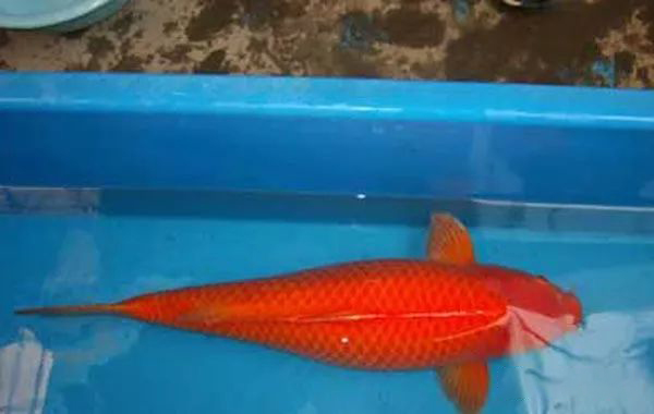 浙江男子市场买鱼，却偶遇“黄金龙凤锦”，身披黄金甲、仿若天龙