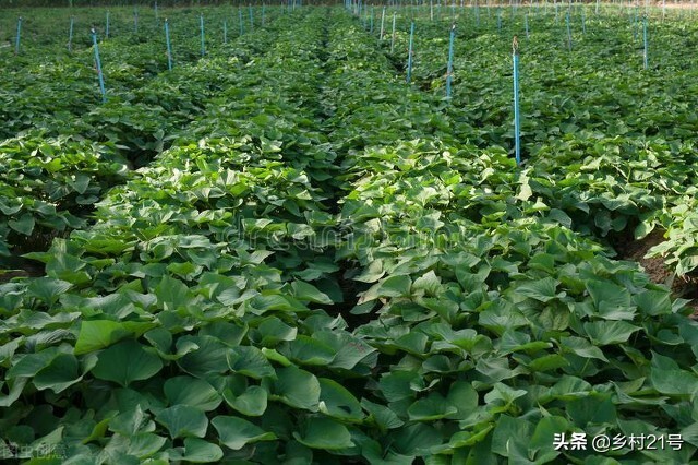 红薯种植技巧和方法不生虫,红薯种植技巧和方法课件