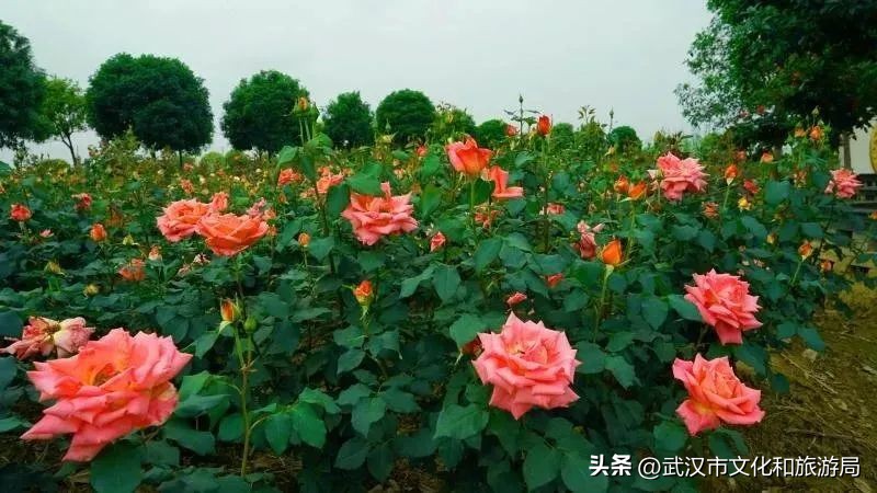 花朝河湾邀您来赏花,花朝河湾旅游景区本地人要门票吗