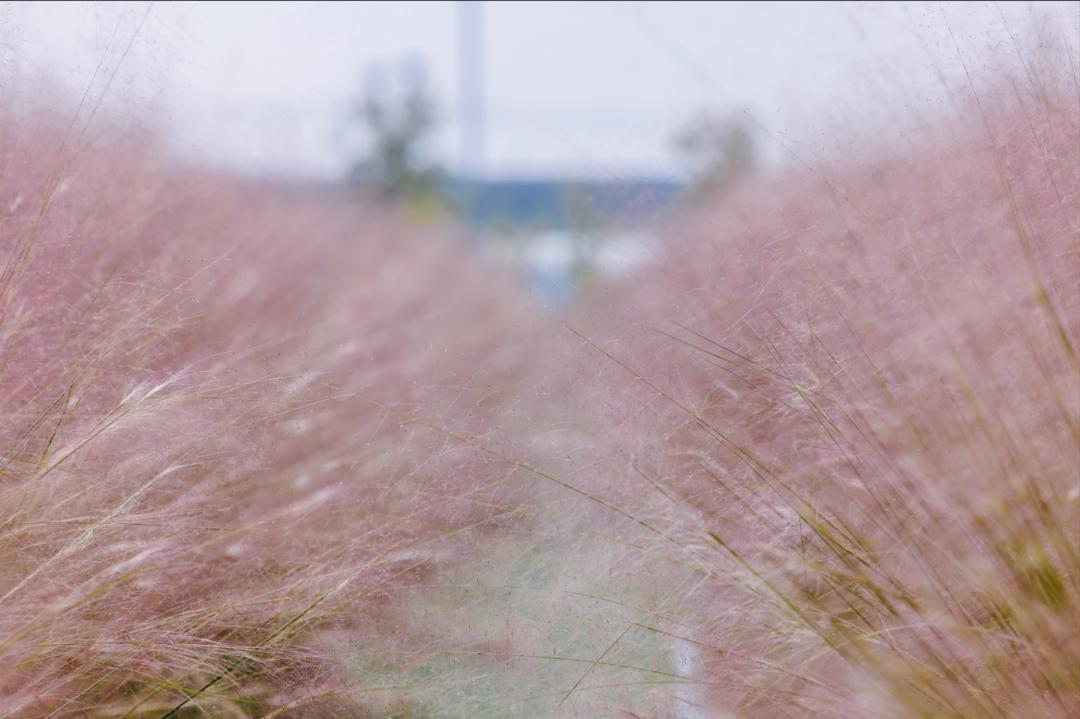 杭州临平粉黛乱子草花海地址,杭州临平30余亩粉黛花海梦幻上线