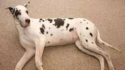 狗狗泌尿道感染的前兆,狗狗妇科问题