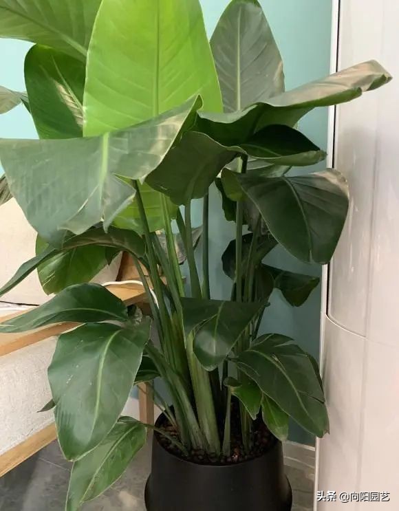 室外阳台观叶植物,阳台盆栽观叶植物