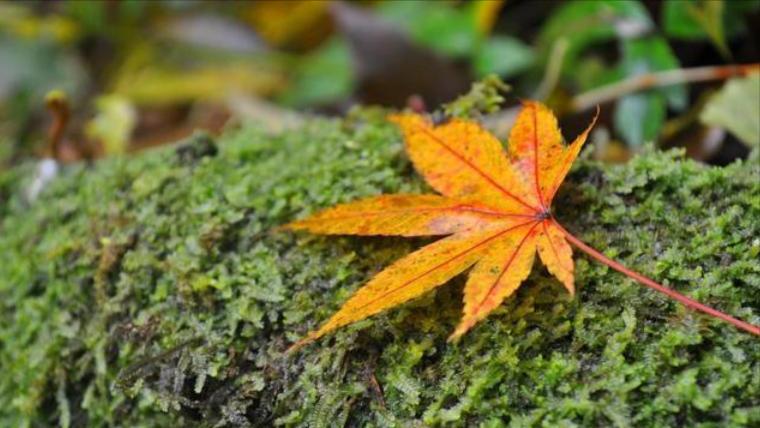 想要得到女生的芳心就得舍得花钱,想要得到一个女人的心靠什么