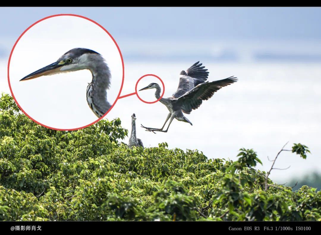 有必要升级佳能R3吗？详细为你分析R3摄影及视频性能