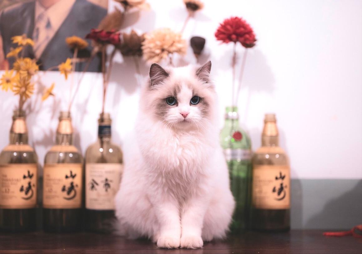 哪种猫咪最粘人最好养,最粘人的猫咪与最不粘人的猫咪