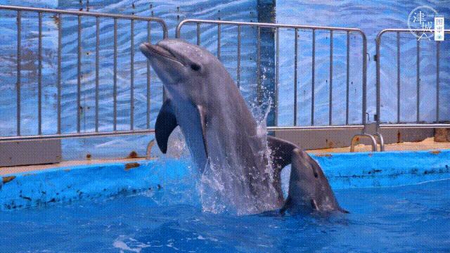 「津城图事」两个月颜值逆袭爹妈，天津这位“混血王子”可真好看