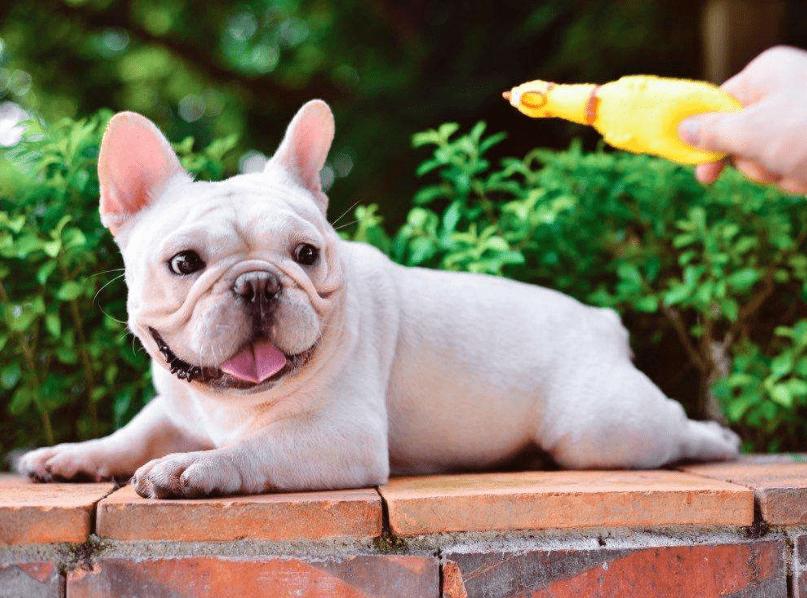 巴哥和法斗犬哪个好养,法斗和巴哥犬哪个好养