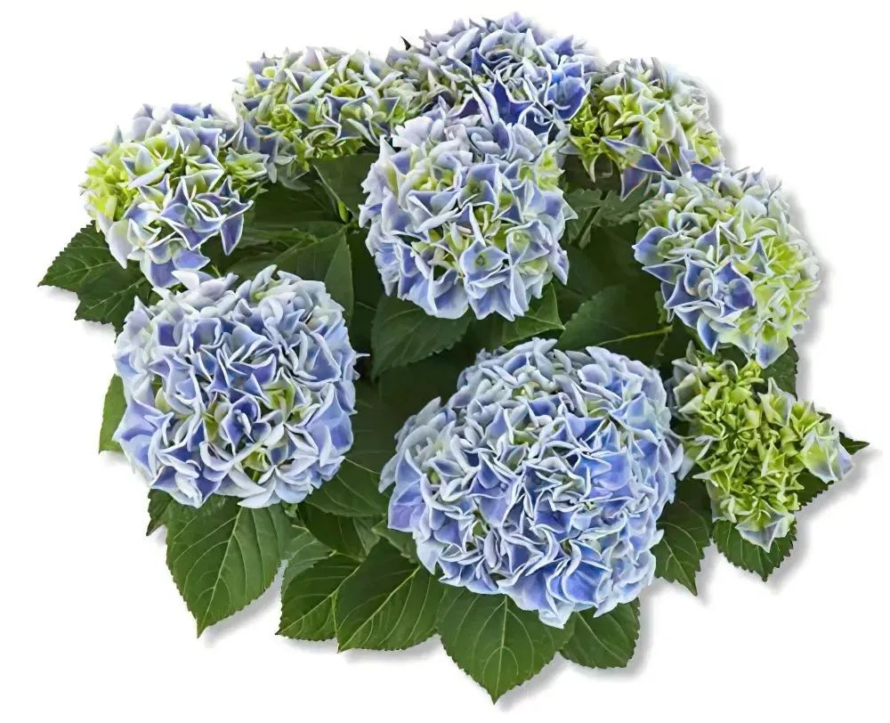 身边一抹蓝,最美蓝色绣球