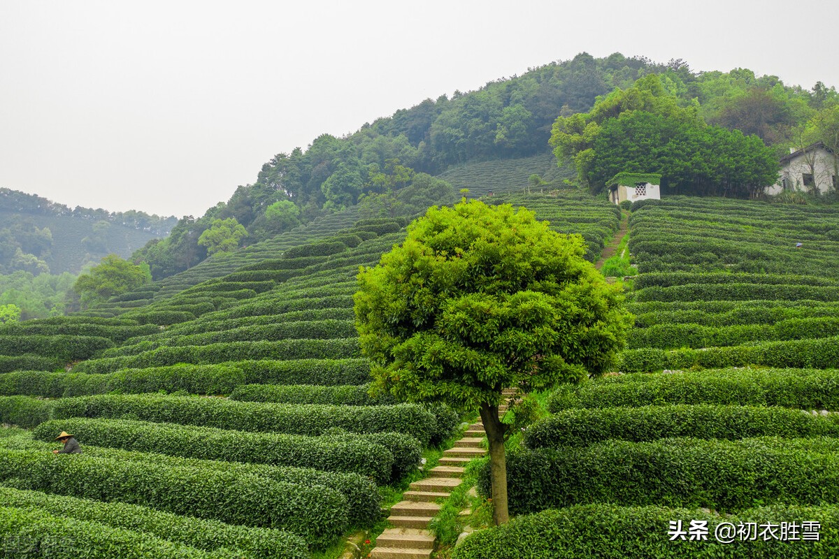适合雨水节气的茶诗,有关谷雨茶原创诗词