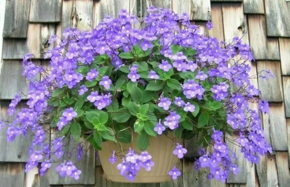 100种花能养在阳台上，50种开花的，40种绿植，10种蔬果