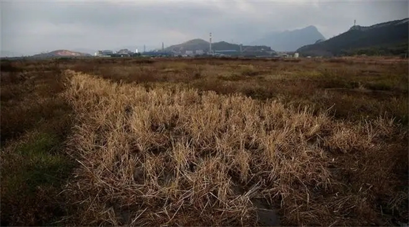 2006年，政府牵头组织租给日方千余亩地，日本人却闲置多年，为何