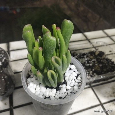 筒叶花月多肉和吸财树多肉区别,玉树黄金花月吸财树