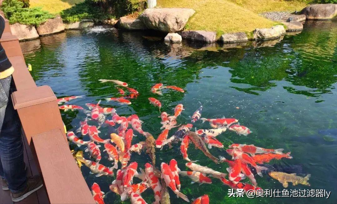 锦鲤鱼池里绿藻怎么清除,室外锦鲤鱼池养什么可以去除绿藻