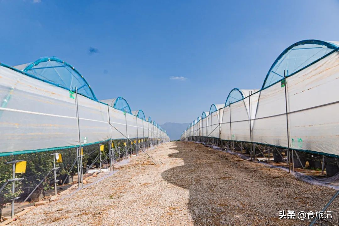 对不起蓝莓,再也不说你只能当摆盘用了