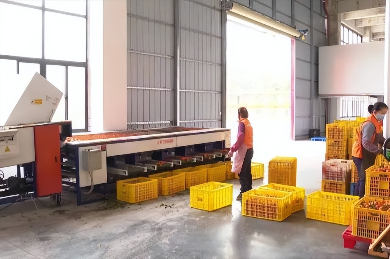 四会正宗沙糖桔是纯甜的吗,四会沙糖桔有没有籽