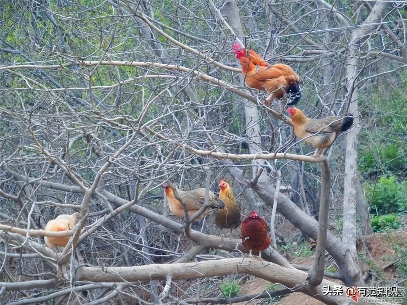 湖南小伙5000亩地养10只鸡,湖南小伙5000亩地只养十只鸡