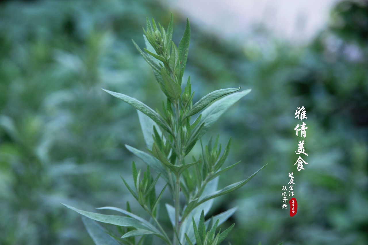 端午节必备神草,端午节最有效的草是什么草