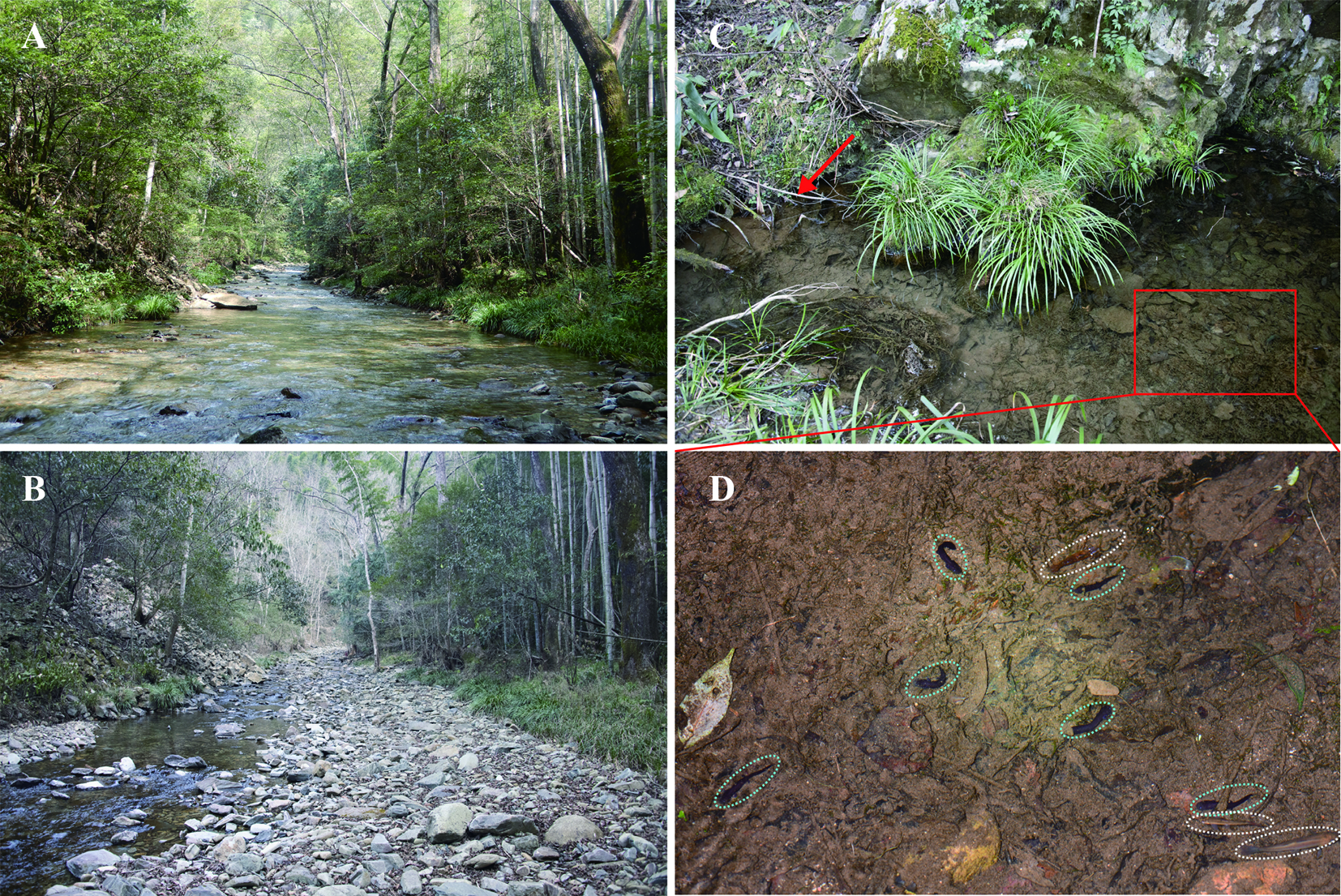 中国的娃娃鱼图片和特征,我国发现纯种野生娃娃鱼