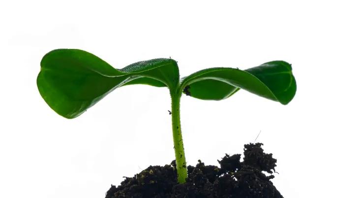 春播行动中药贴敷,春种一粒粟秋收万颗子原文