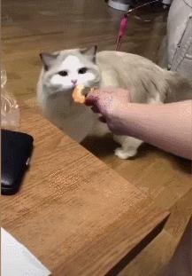 猫咪太瘦了怎么养增肥,猫咪太小太瘦了怎么办