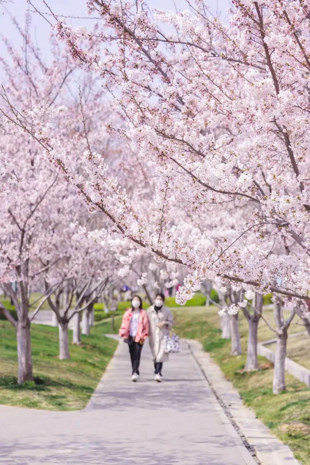 北纬37度一座神奇的城市,北纬37度神奇之地