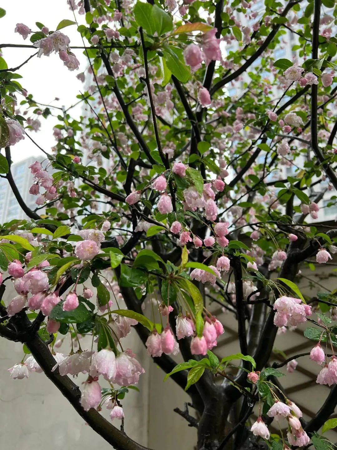 老人们家门口人越多越好是真的吗,门前有三种树家兴人又旺