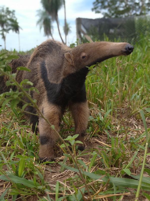 北京奥运会五个吉祥物代表的动物,北京奥运吉祥物代表动物