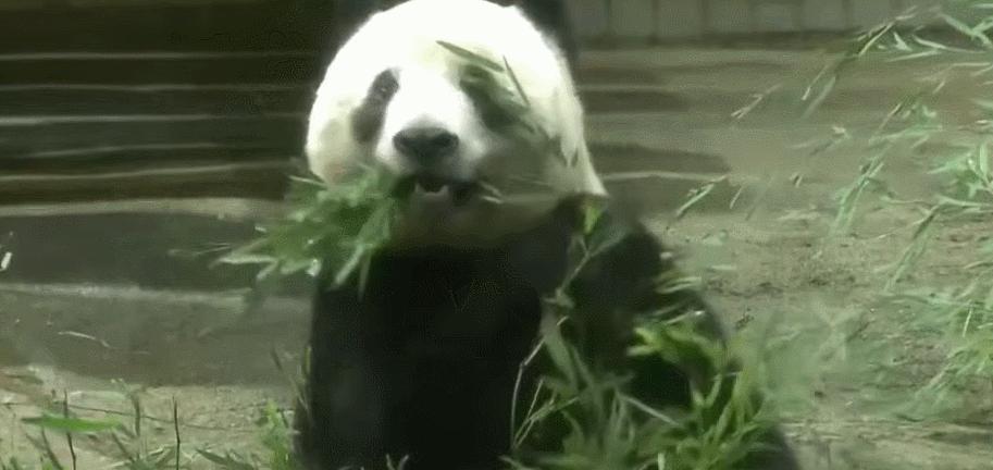 大熊猫香香回国香香出生,大熊猫香香回国后首次露面