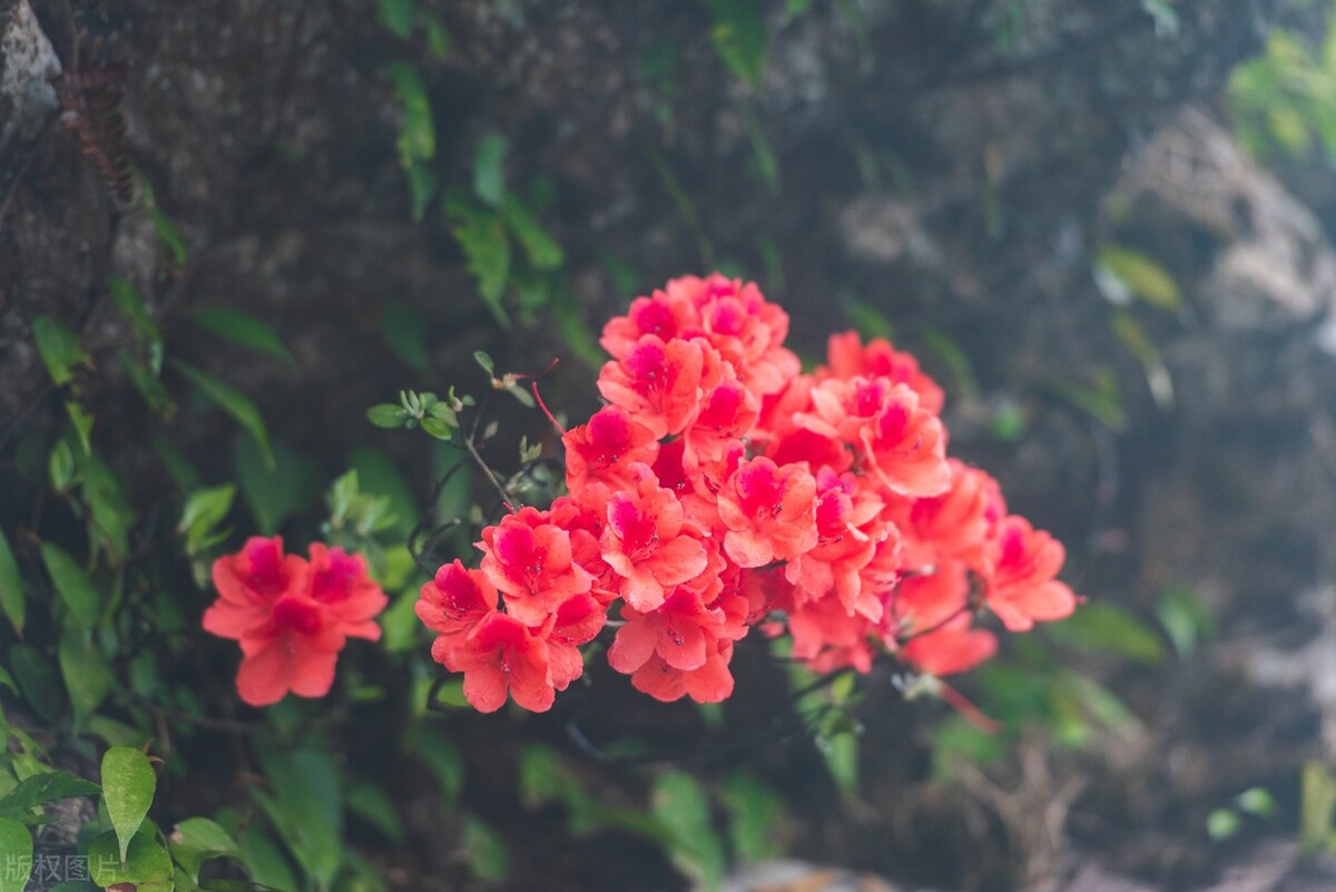 我哥十四岁那年，跟人上山挖药，想挣点辛苦钱，贴补透支的爱情账