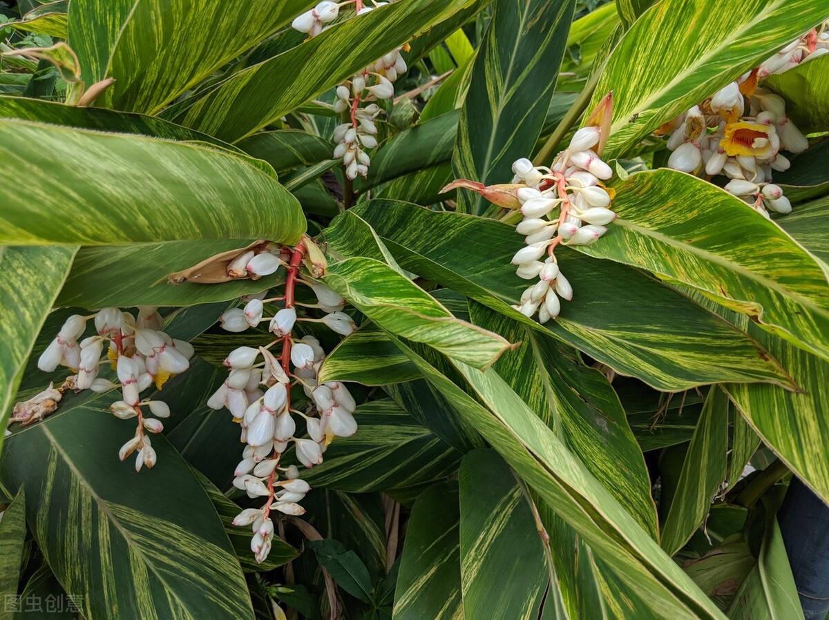 姜花的种植方法,姜花怎么种植盆栽好养