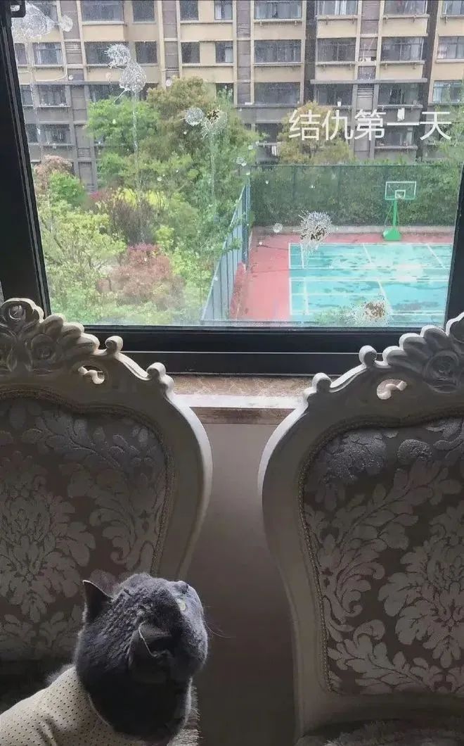 我家猫骂了一只鸟，被它追着喷了五天屎！网友：赶紧搬家吧...