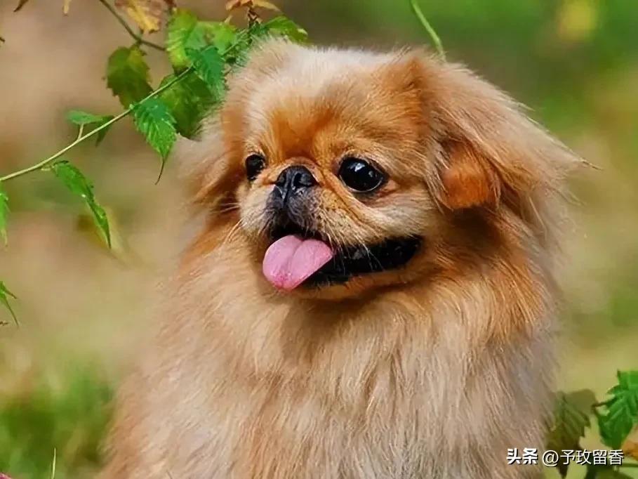 狗的种类常见宠物狗的品种及特点,宠物狗种类及特点