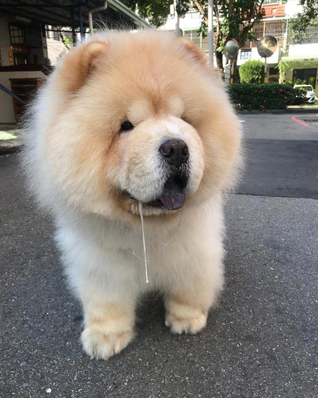 松狮犬没胃口？可能是这些原因导致的！